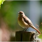 Mylady Gartenrotschwanz ist fast zahm ... Mylady Redstart is almost tamed