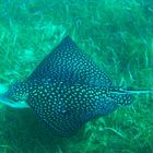 Myliobatidae - spotted eagleray