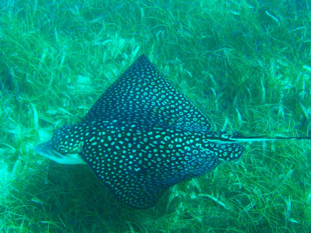 Myliobatidae - spotted eagleray