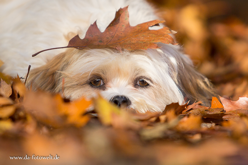 Mylo schickt Euch ein paar herbstliche Grüße :-)