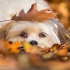 Mylo schickt Euch ein paar herbstliche Grüße :-)