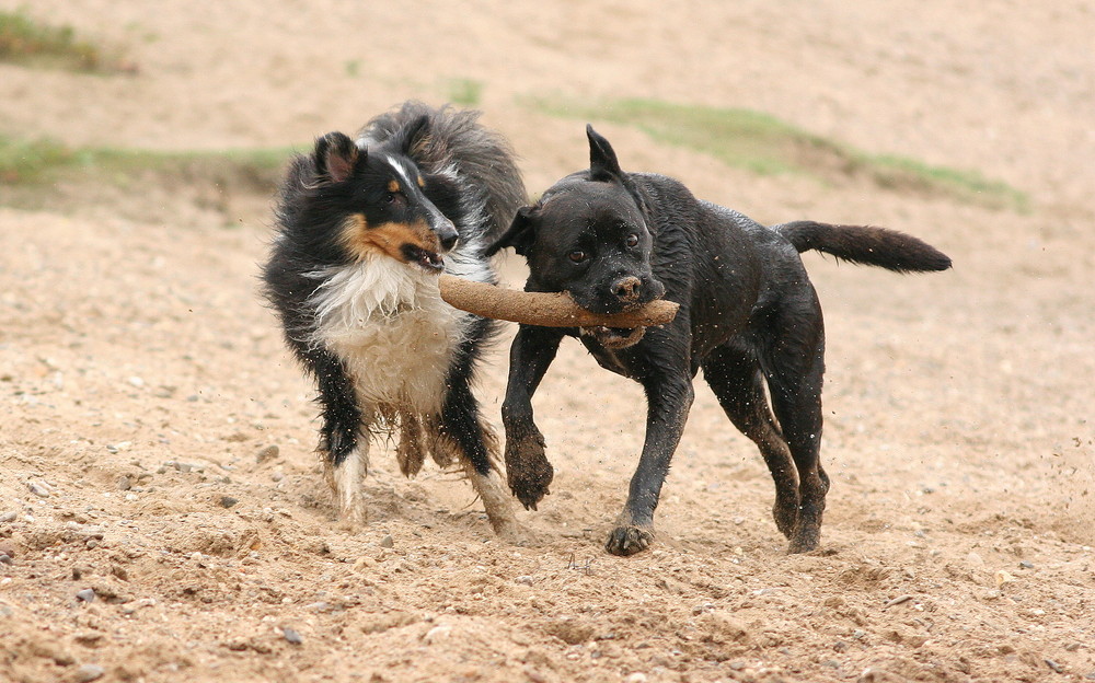 Mylo und Momo