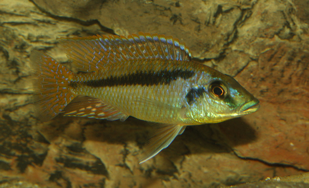 Mylochromis Laterestriga