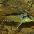 Mylochromis Laterestriga