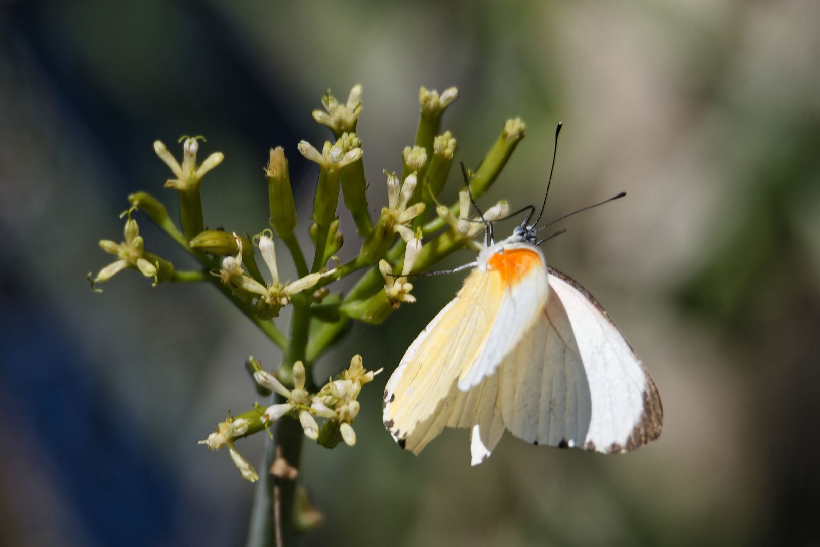 Mylothris agathina