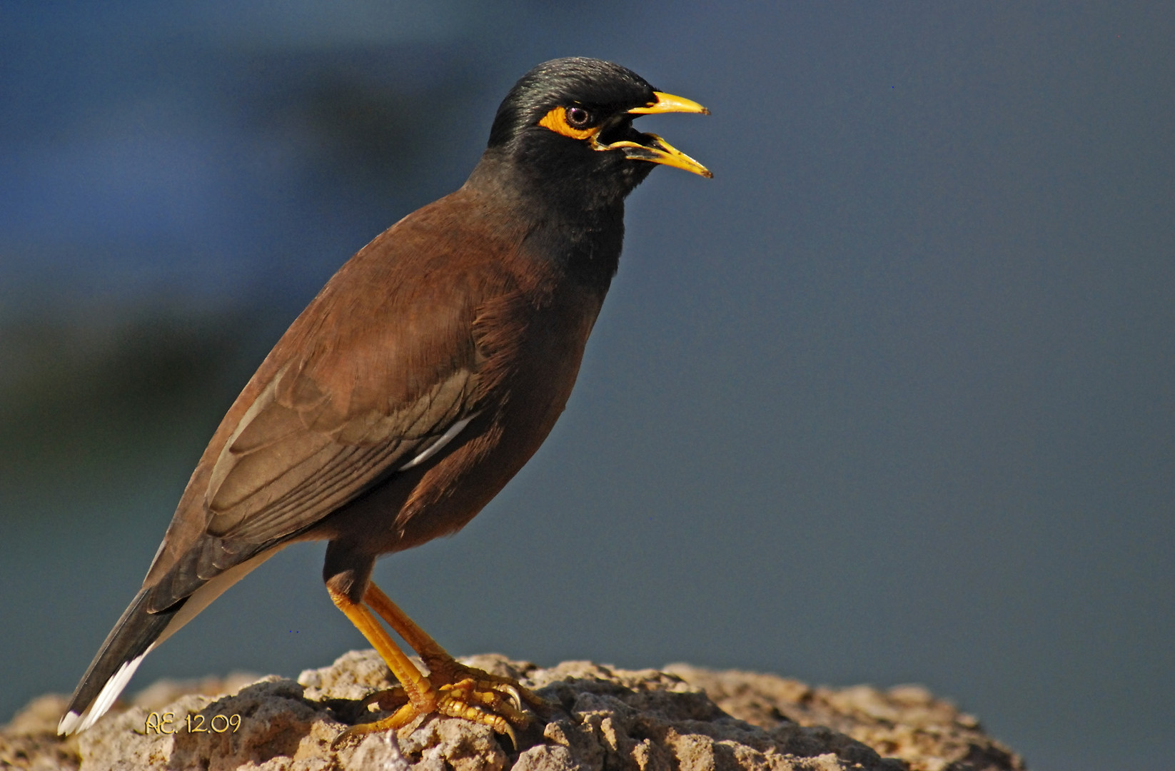 Myna (Acridotheres tristis) Foto & Bild tiere, wildlife, wild lebende