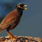 Myna (Acridotheres tristis)