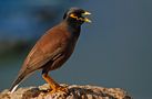 Myna (Acridotheres tristis) von  Angelika Ehmann-Eilon