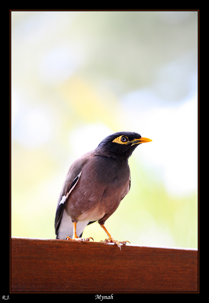 Mynah