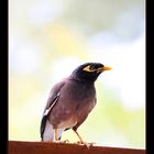 Mynah