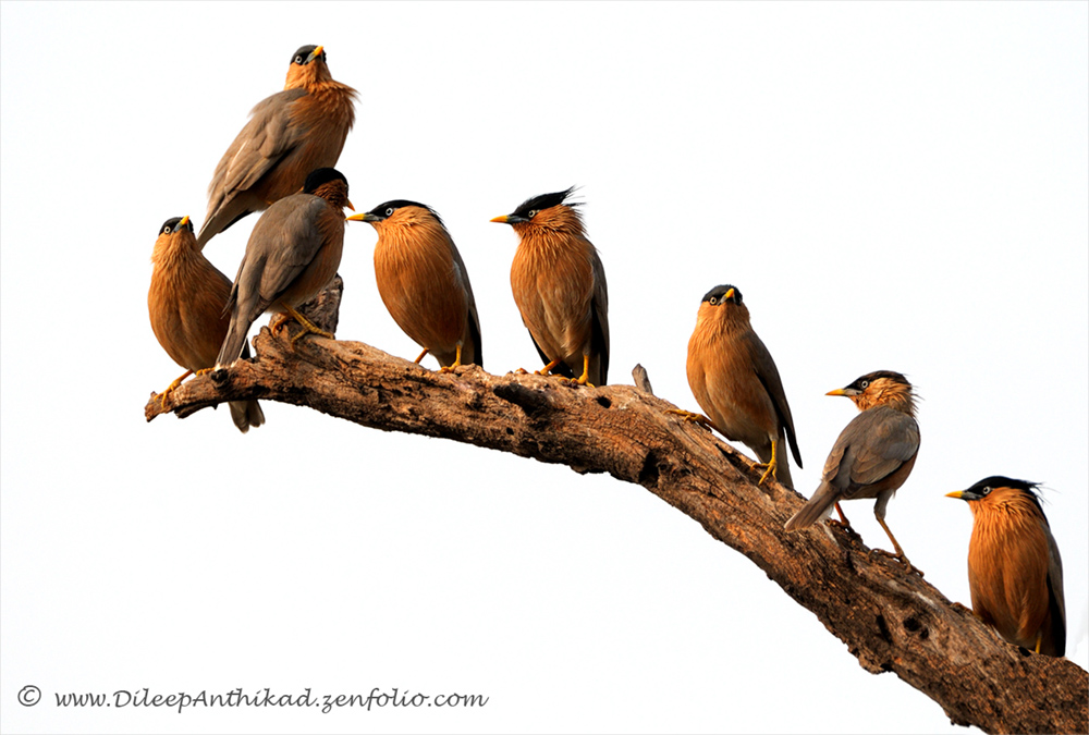 Mynas