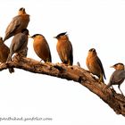 Mynas