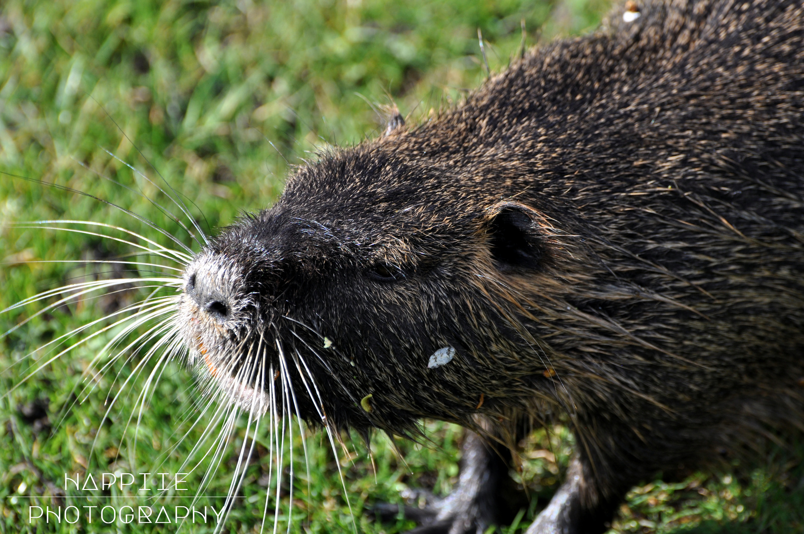 Myocastor coypus