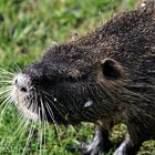 Myocastor coypus