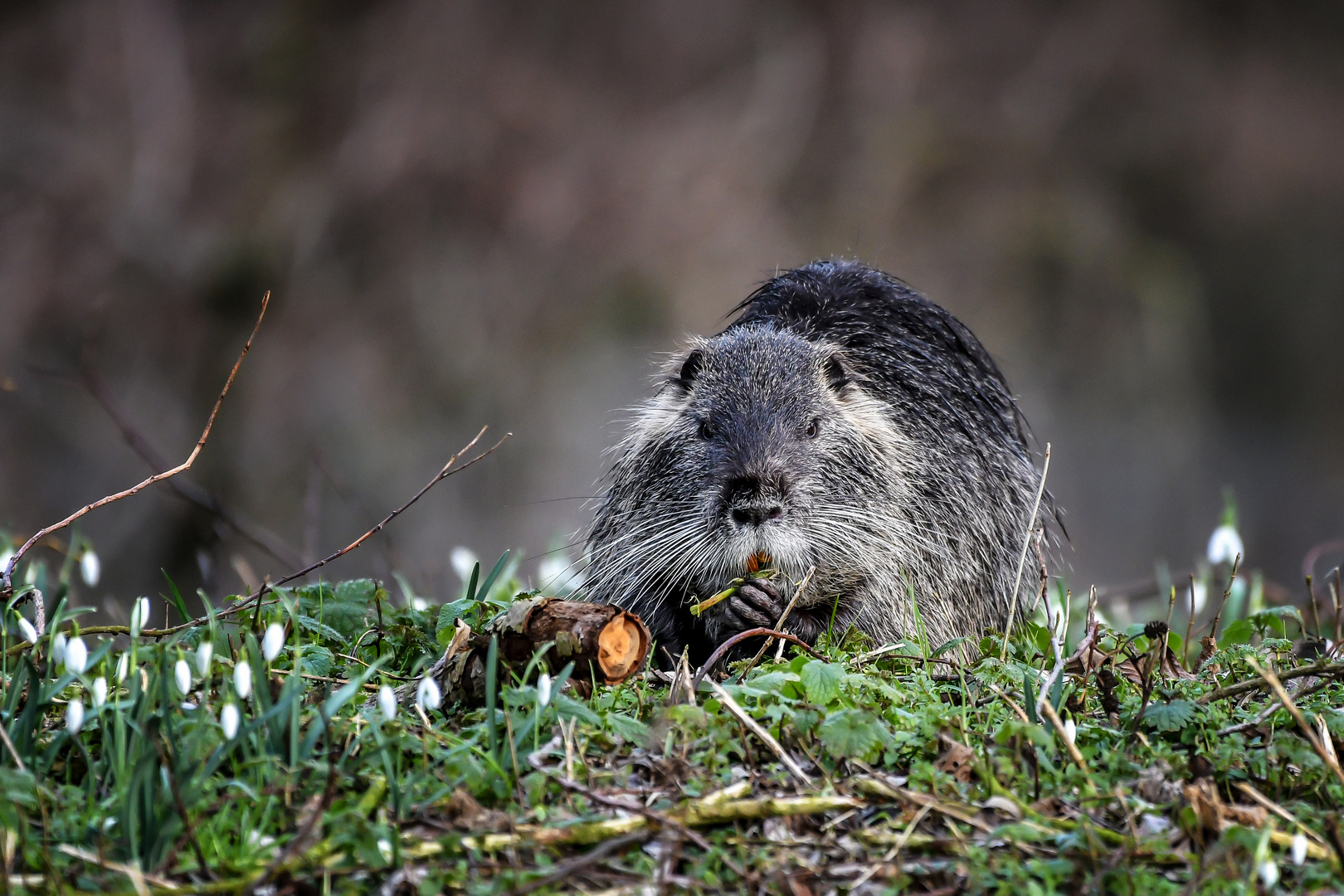 Myocastor coypus