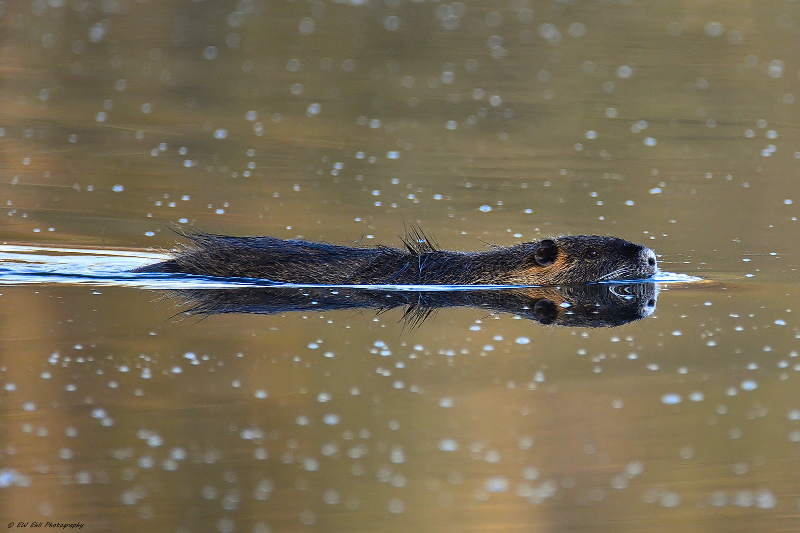 Myocastor coypus...