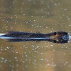 Myocastor coypus...