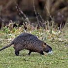 Myocastor coypus