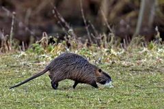 Myocastor coypus