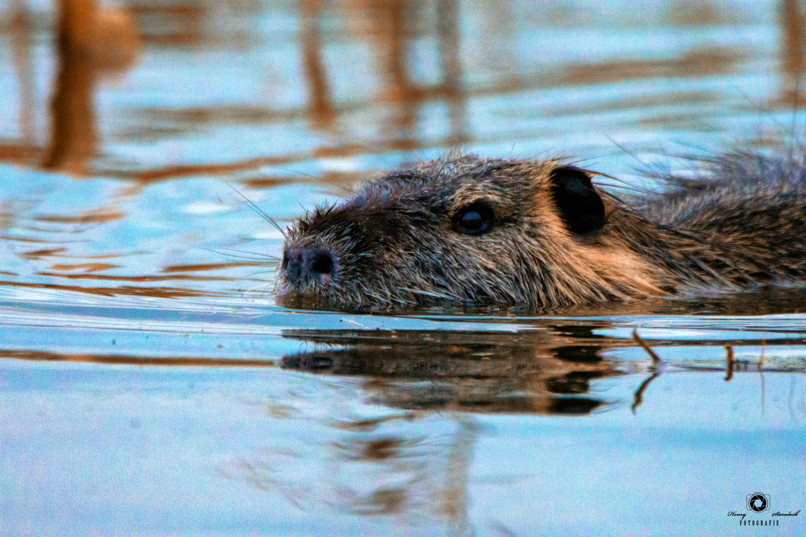 Myocastor coypus