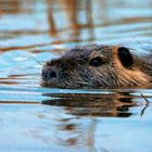 Myocastor coypus