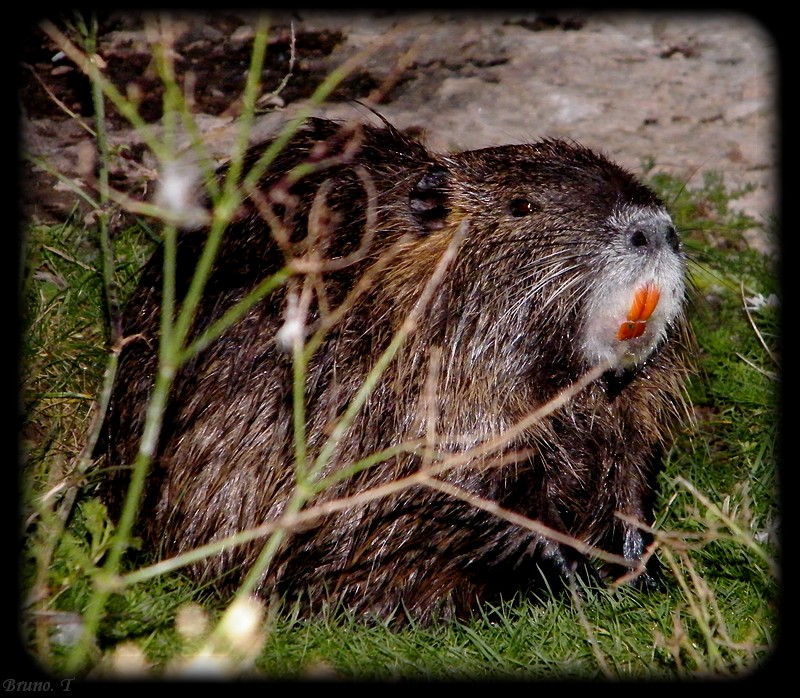 Myocastor coypus