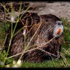 Myocastor coypus