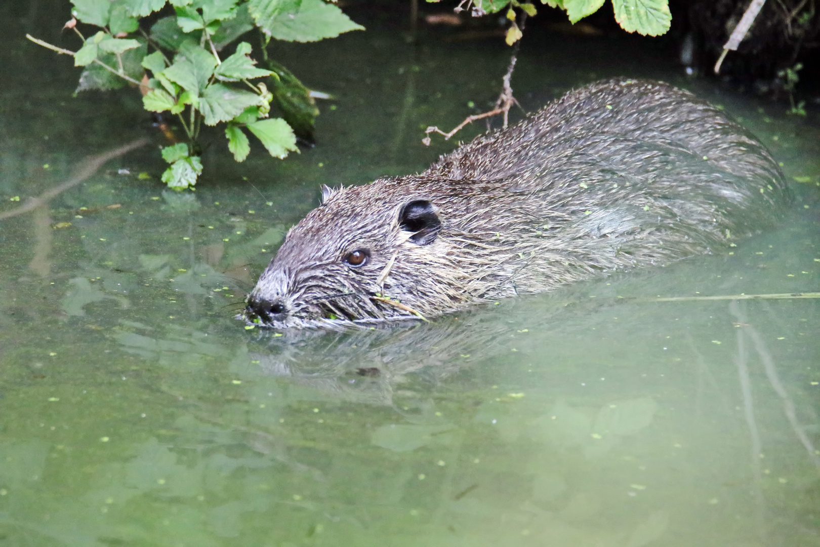 Myocastor coypus