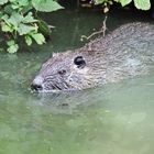 Myocastor coypus