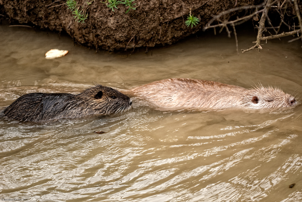 Myocastor coypus