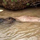 Myocastor coypus