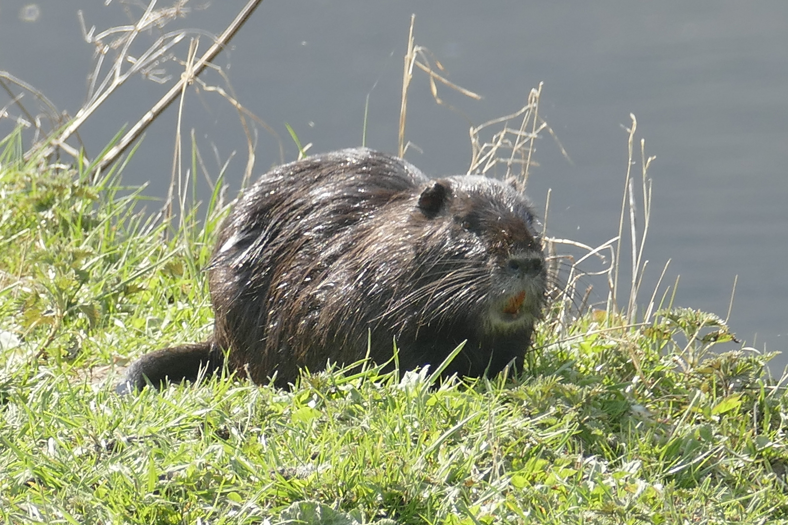 Myocastor coypus