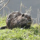 Myocastor coypus