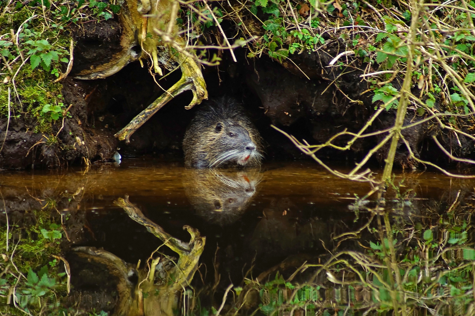 myocastor coypus...