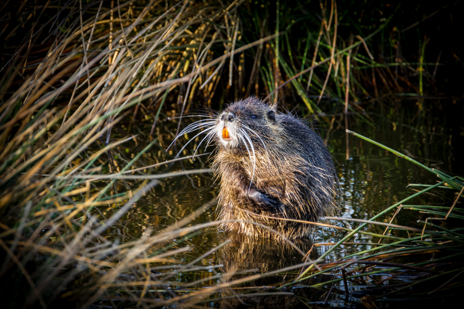 Myocastor coypus beim Bauchpinseln