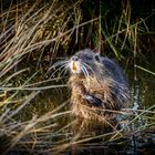 Myocastor coypus beim Bauchpinseln