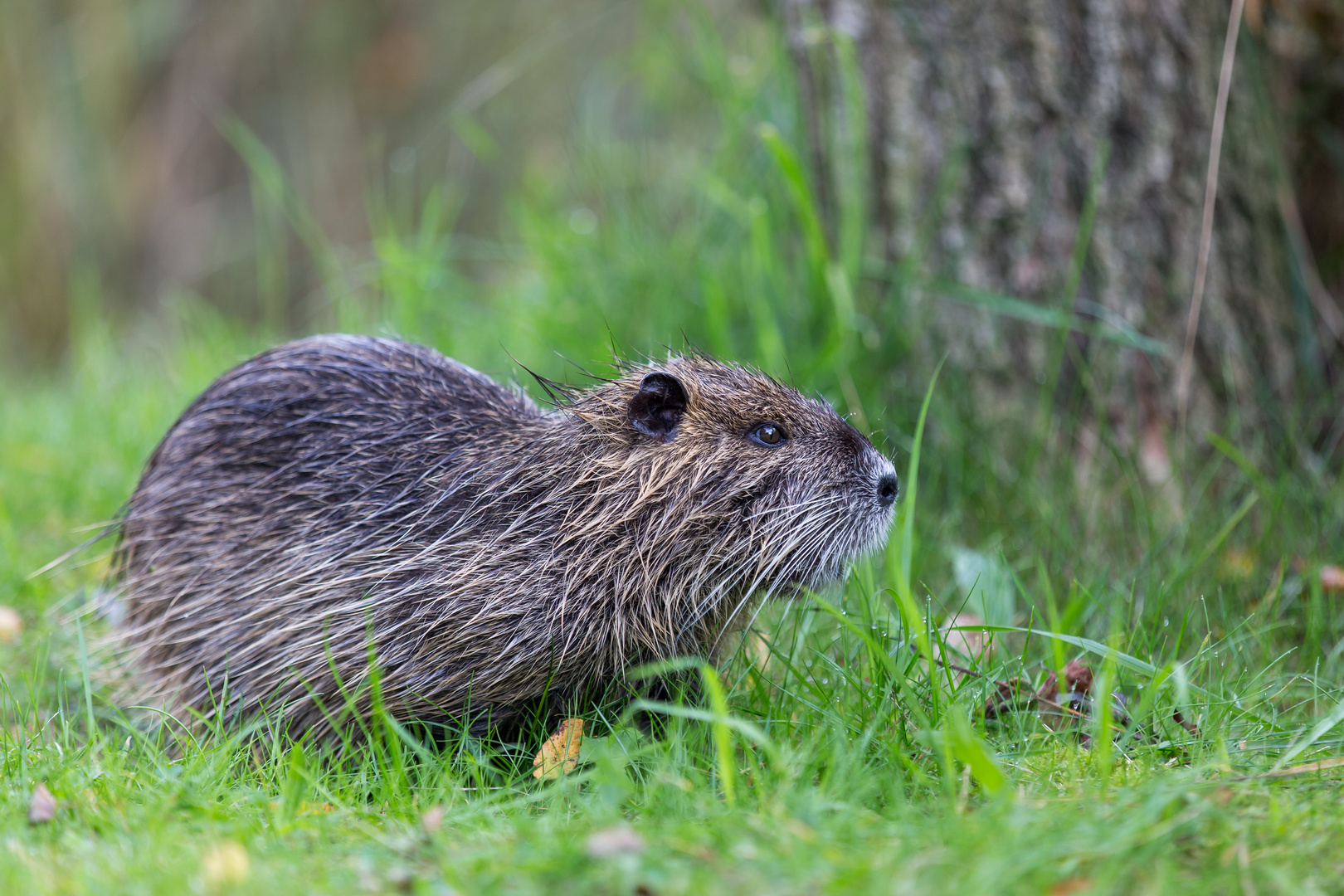 Myocastor coypus