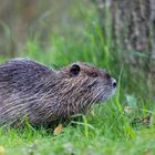 Myocastor coypus