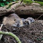 Myocastor coypus---Nutria