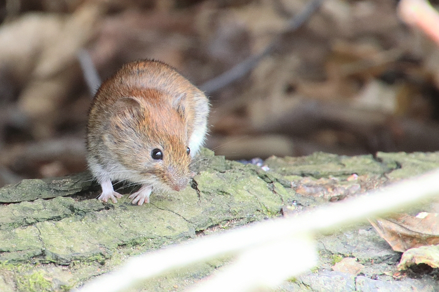 Myodes glareolus - Rötelmaus