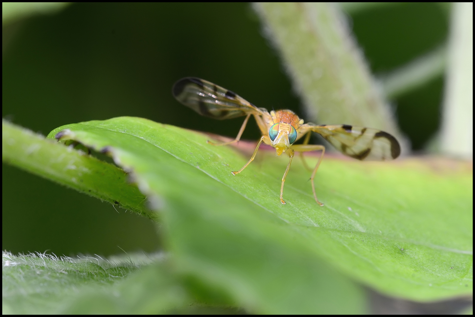 Myoleja lucida