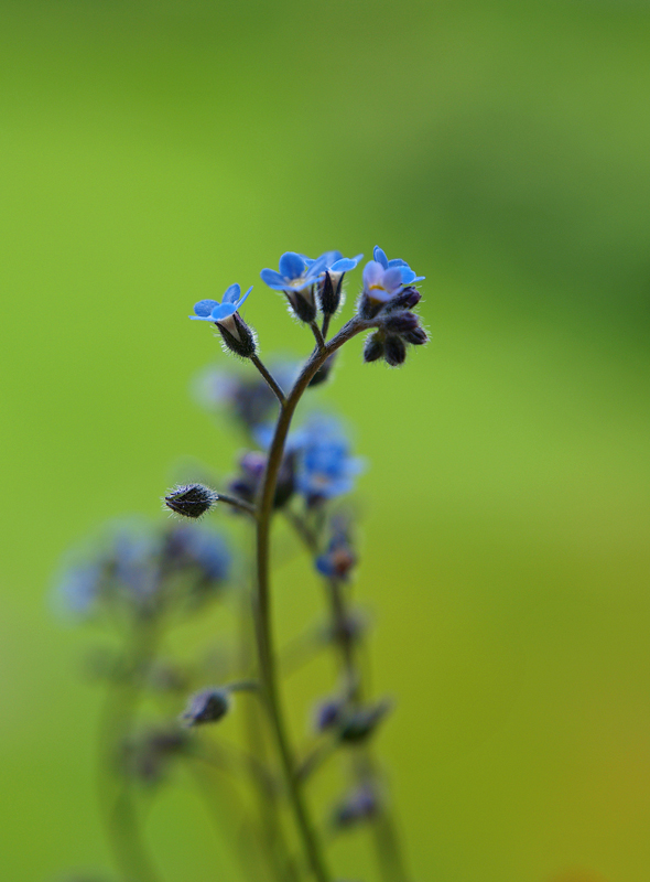 Myosotis