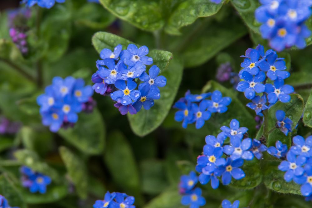myosotis photo et image flower, nature, fleurs Images