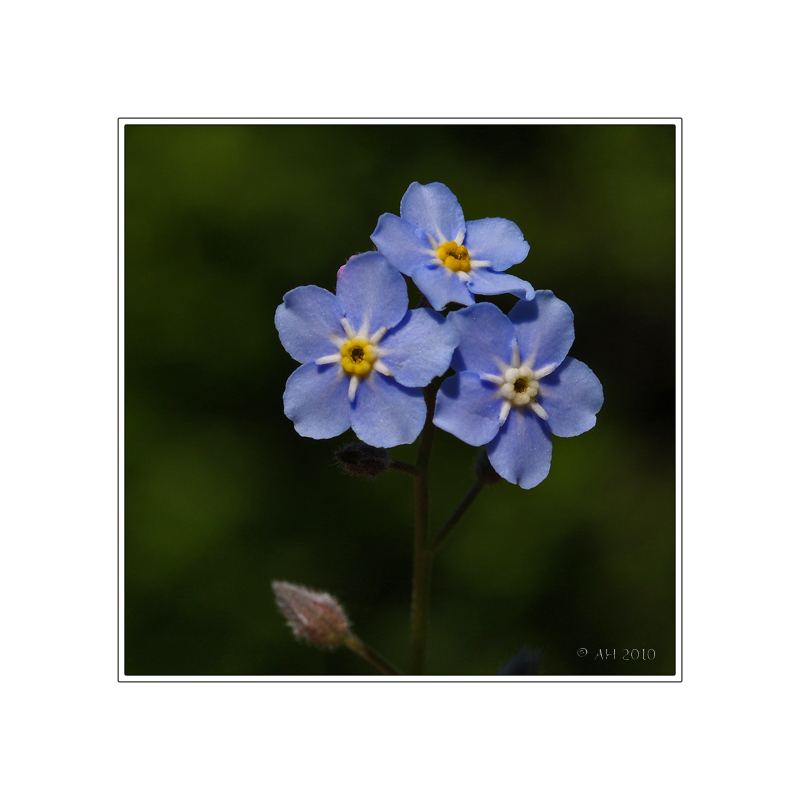 Myosotis