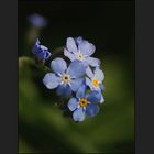 Myosotis