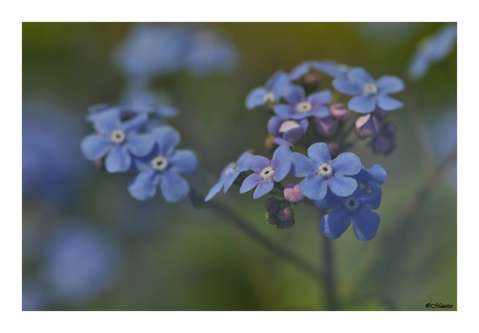 Myosotis...