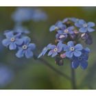 Myosotis...