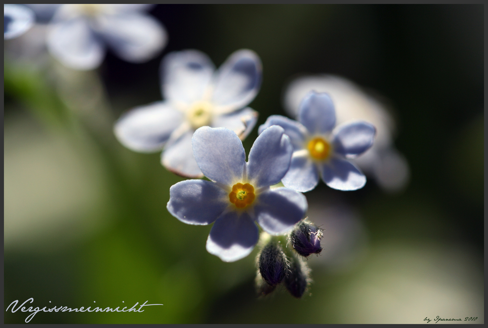 Myosotis