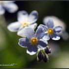 Myosotis