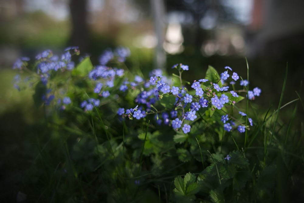 Myosotis